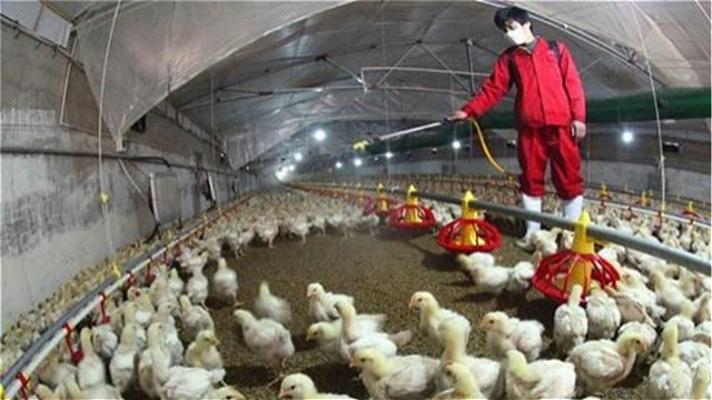 لزوم اهتمام ویژه مرغداران جهت کنترل و پیشگیری از بیماری آنفلوانزای فوق حاد پرندگان